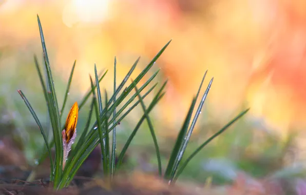 Drops, yellow, Rosa, spring, crocuses