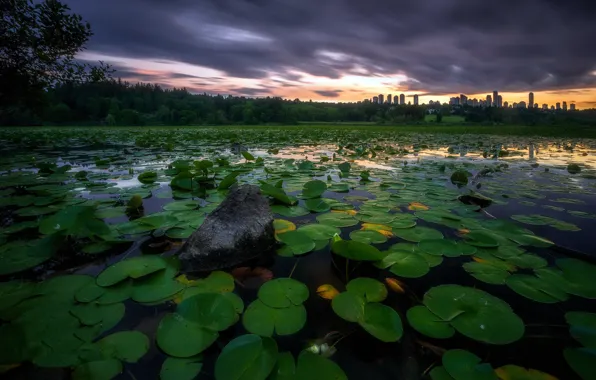Picture sunset, lake, Lily