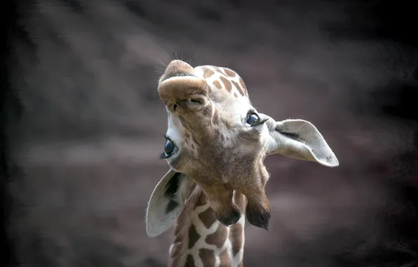 Picture face, nature, giraffe