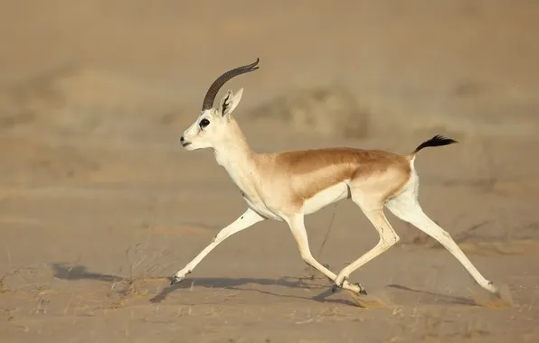 Movement, desert, Gazelle