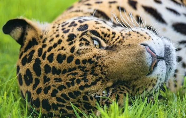 Picture look, face, predator, Jaguar