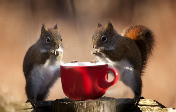 Light, nature, stump, protein, mug, Cup, a couple, poses
