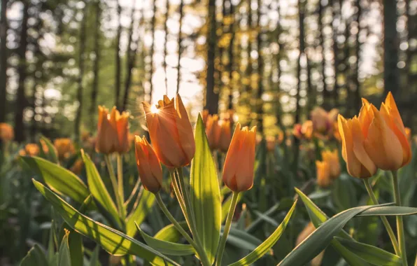 The sun, flowers, petals, tulips