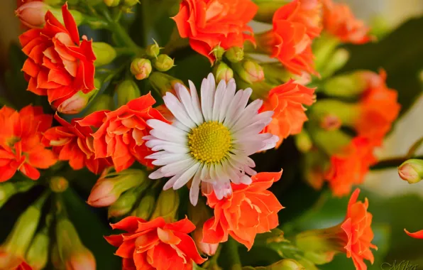 Flowers, flowers, flowers