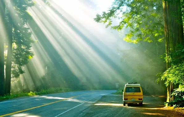 Car, sunshine, road, trees, Forest
