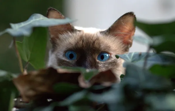 Picture kitty, blue eyes, in ambush, hiding in the foliage