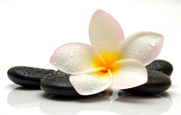 Flower, drops, stone, flower, stone, drops