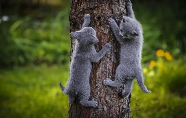 Cats, tree, kittens, grey, a couple, two kittens