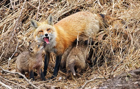 Nature, background, Fox