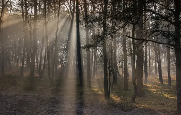 Forest, the sun, rays, trees, trunk