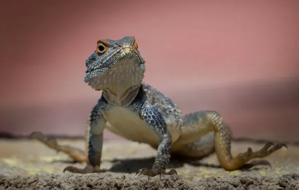 Lizard, Agama, reptile, on the stone, Oleg Savitsky