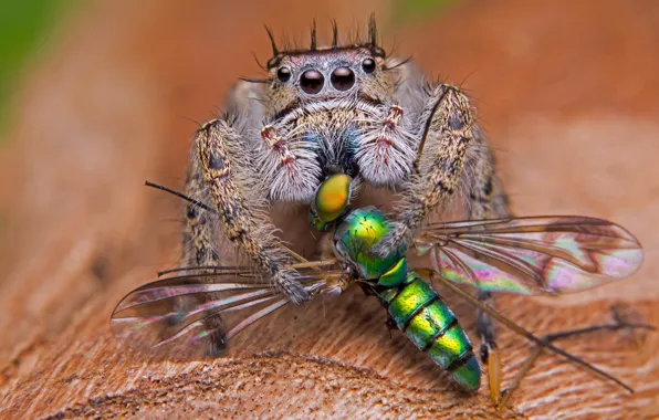 Macro, death, background, spider, predator, leaf, mining, jumper