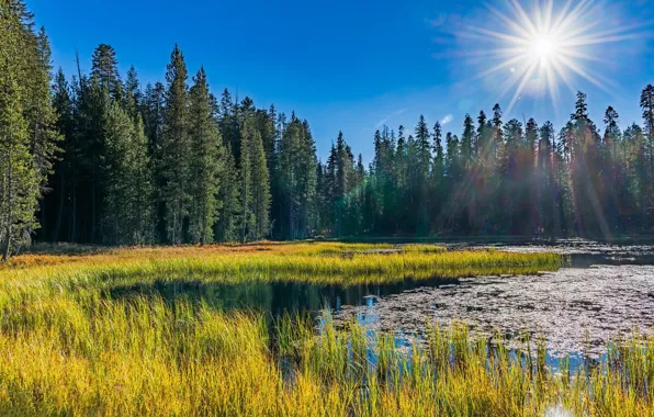 Picture forest, grass, nature