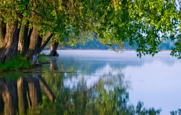 Summer, trees, nature, lake, reflection