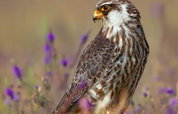 Look, flowers, bird, stone, profile, Falcon, lilac, predatory