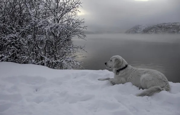 Picture snow, river, each, dog