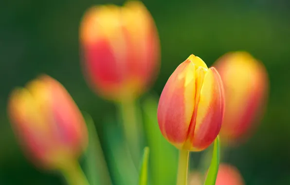 Picture nature, spring, petals, tulips