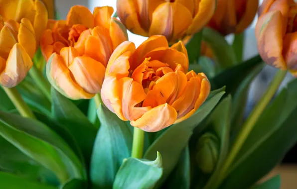Picture orange, bouquet, bright, tulips, Terry, close-up