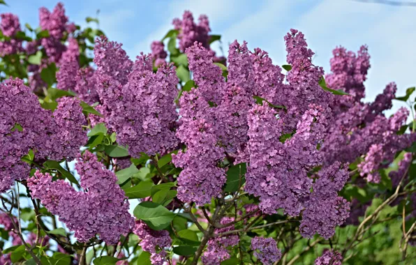 Flowers, nature, spring, Lilac, flowering, nature, flowers, spring