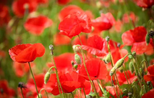Field, nature, Maki, petals, stem, meadow