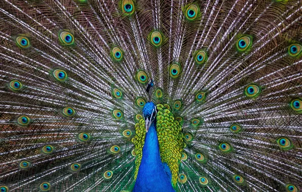 Picture bird, patterns, feathers, tail, peacock