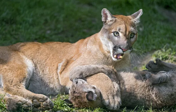 Picture grass, look, face, the game, cub, kitty, Puma, mountain lion