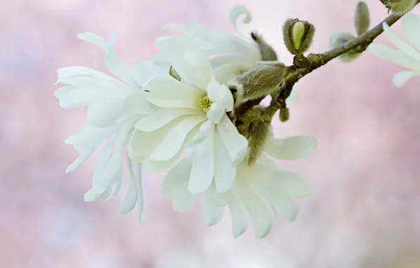 White, macro, tenderness, spring, Magnolia
