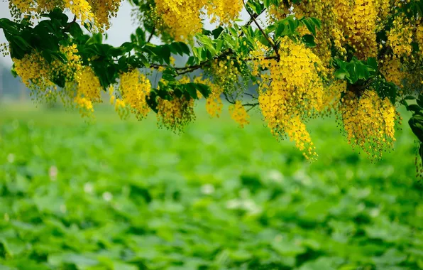 Picture greens, macro, trees, flowers, branches, yellow, blur, brush