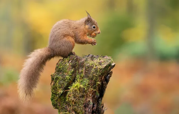 Autumn, look, nature, pose, background, moss, stump, legs
