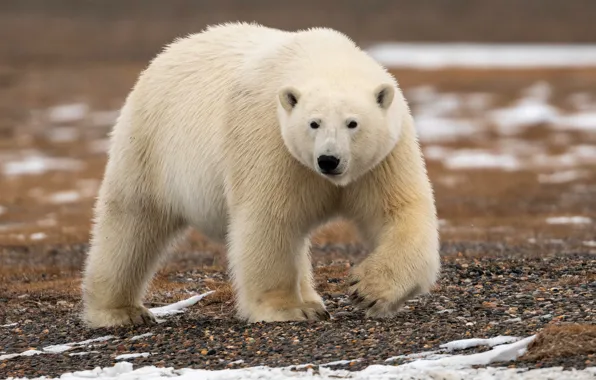 Picture white, look, nature, bear, bear, walk, polar bear