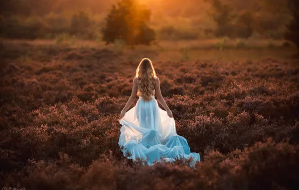 BLONDE, FOREST, GRASS, FIELD, DRESS, The BUSHES, The BRIDE