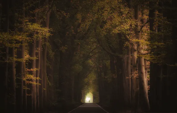 Picture road, autumn, trees, silhouette