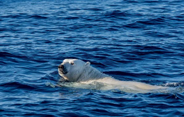 Picture swim, polar bear, Greenland, The Arctic ocean