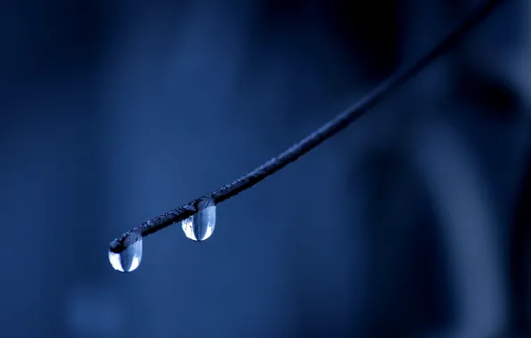 Drops, branches, droplets, blue background