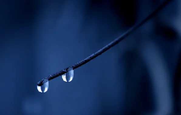 Droplets, Drops, branch, blue background