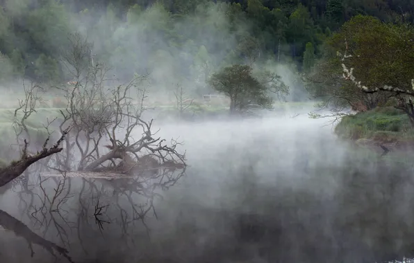 Forest, fog, lake