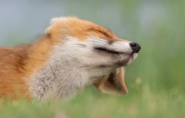 Grass, face, nature, pose, portrait, nose, Fox, red
