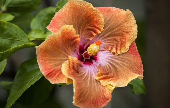 Picture macro, orange, hibiscus