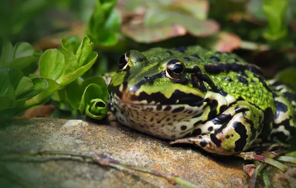 Look, macro, nature, stone, frog, plants, toad, striped
