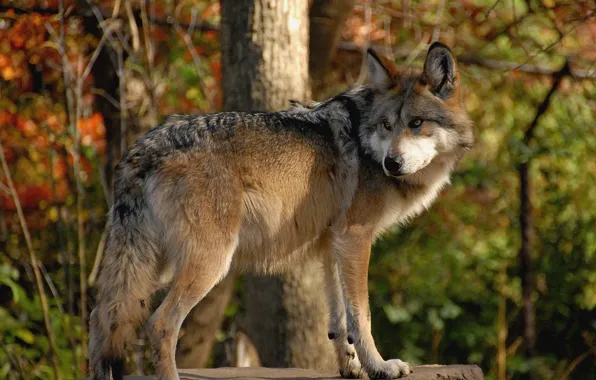 Nature, predator, animal, wolf, wildlife, portrait, portrait., Canis lupus. face
