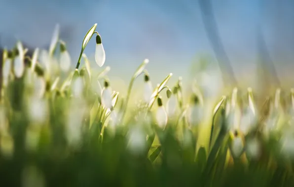 Grass, macro, flowers, background, blue, spring, blur, white
