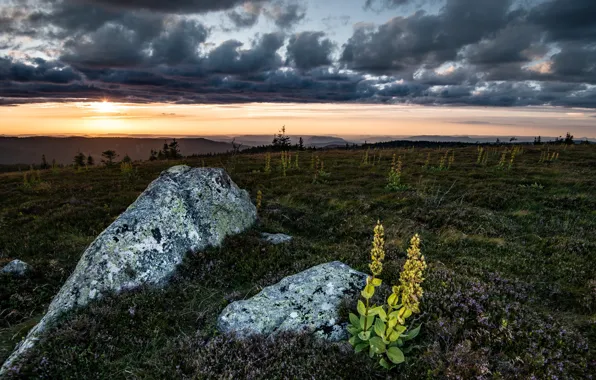 Picture field, the sky, nature