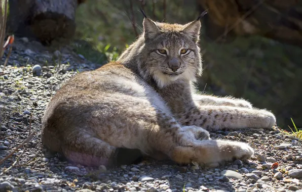 Picture look, lies, lynx