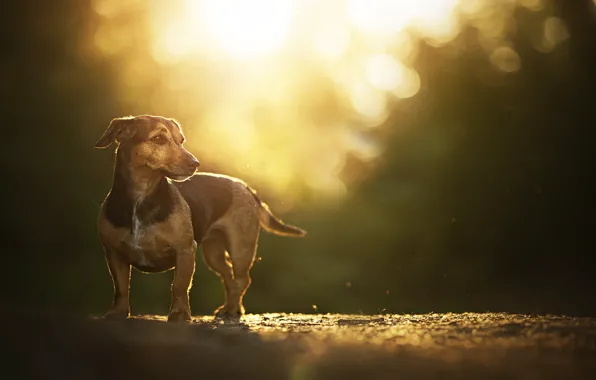 Glare, dog, bokeh