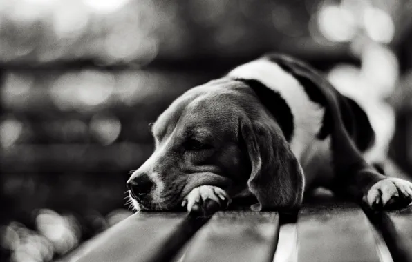 Sadness, bench, photo, background, each, Wallpaper, white, dog
