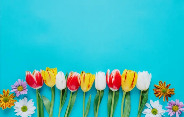 Picture flowers, colorful, tulips, fresh, chrysanthemum, flowers, tulips, spring