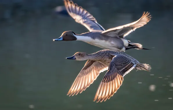 Water, birds, duck, flight, a couple