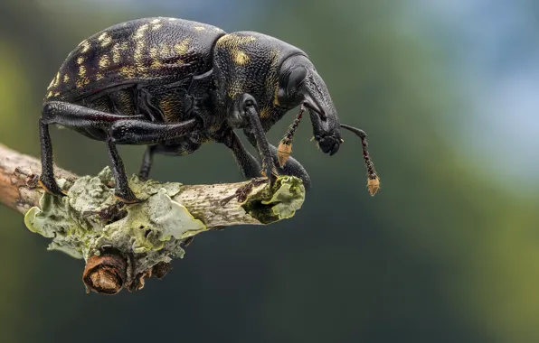 Macro, background, beetle, branch, insect, bokeh, spotted, weevil