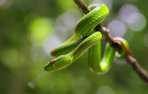 Macro, nature, snake