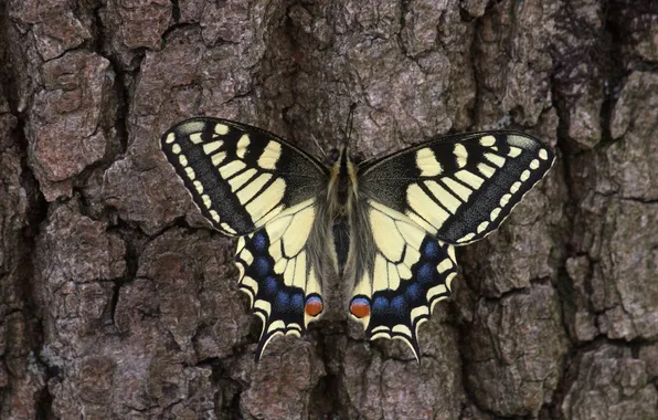 Butterfly, wings, insect, tree bark